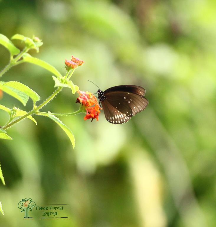 The Thick Forest Sigiriya Bagian luar foto
